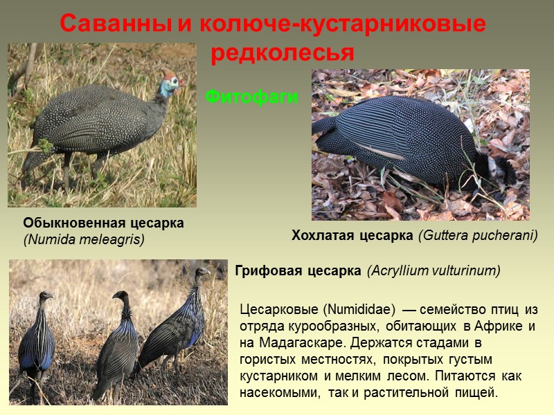 Саванны и колюче-кустарниковые редколесья Обыкновенная цесарка (Numida meleagris) Хохлатая цесарка (Guttera рuсhеrаni)  Фитофаги